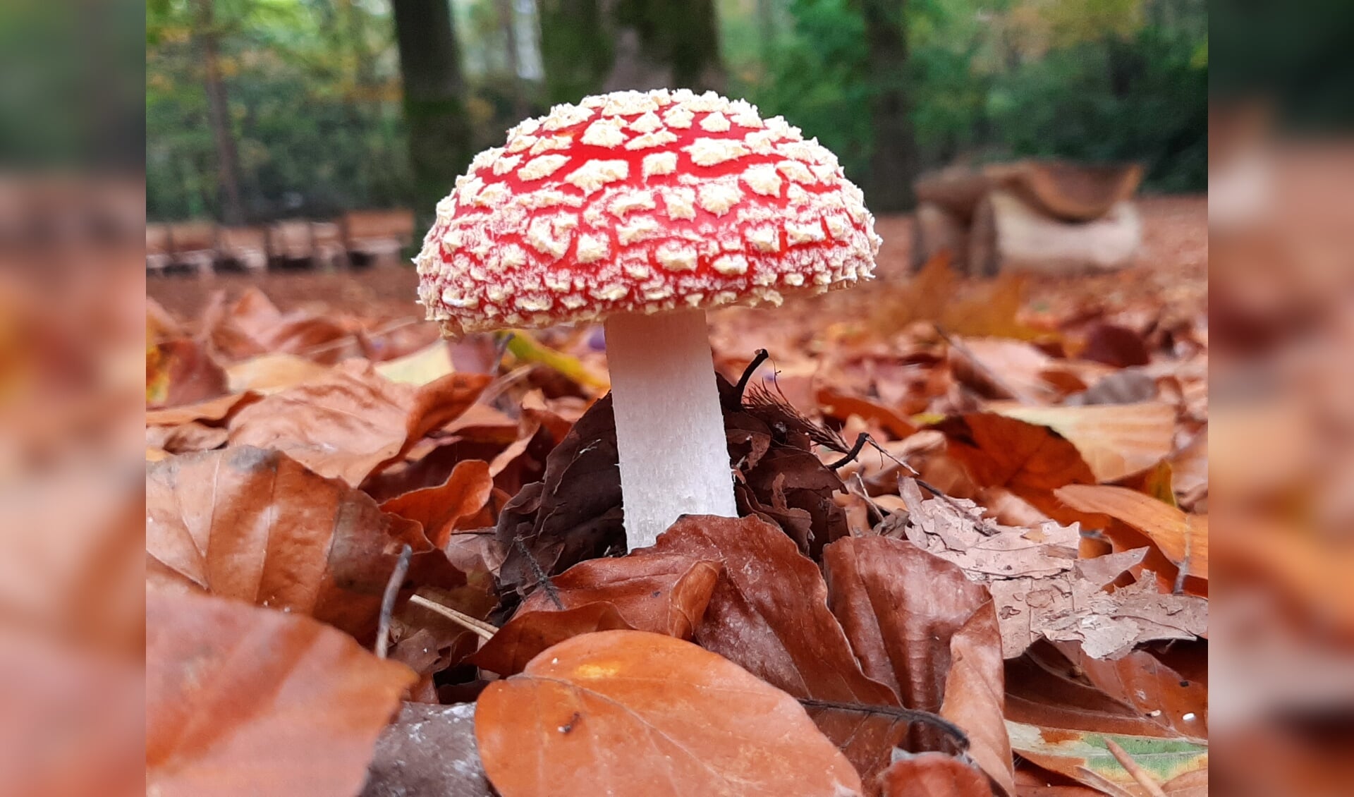Op zoek naar paddenstoelen op Schapenmeer. Foto: PR
