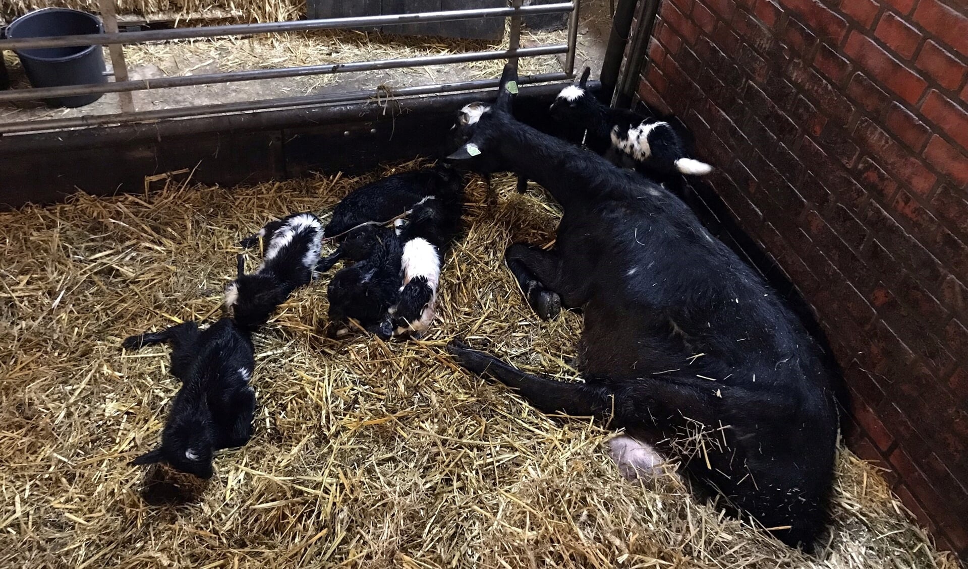 Er werden zes bonte melkgeitlammetjes geboren. Foto: PR