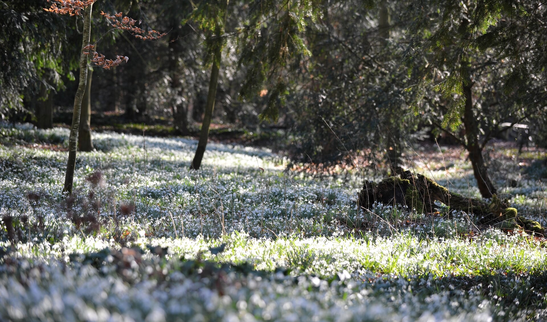 Kom de grote velden sneeuwklokjes bewonderen. Foto: Johan Braakman