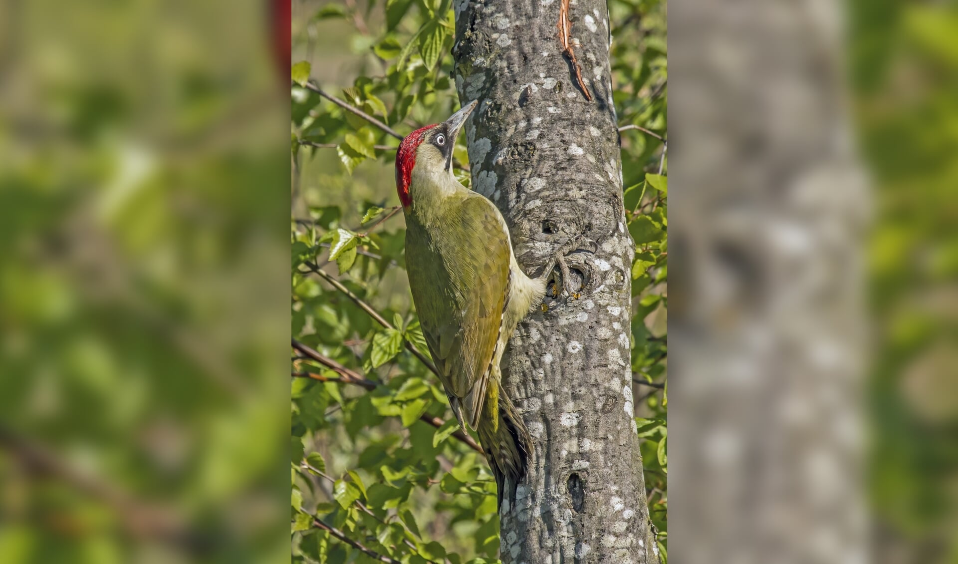 Vrouw groene specht in de boom; bij deze soort, die heel vaak op de grond naar voedsel zoekt, zijn zowel man als vrouw opvallend gekleurd, maar nog opvallender is de lachende roep. Foto: PR