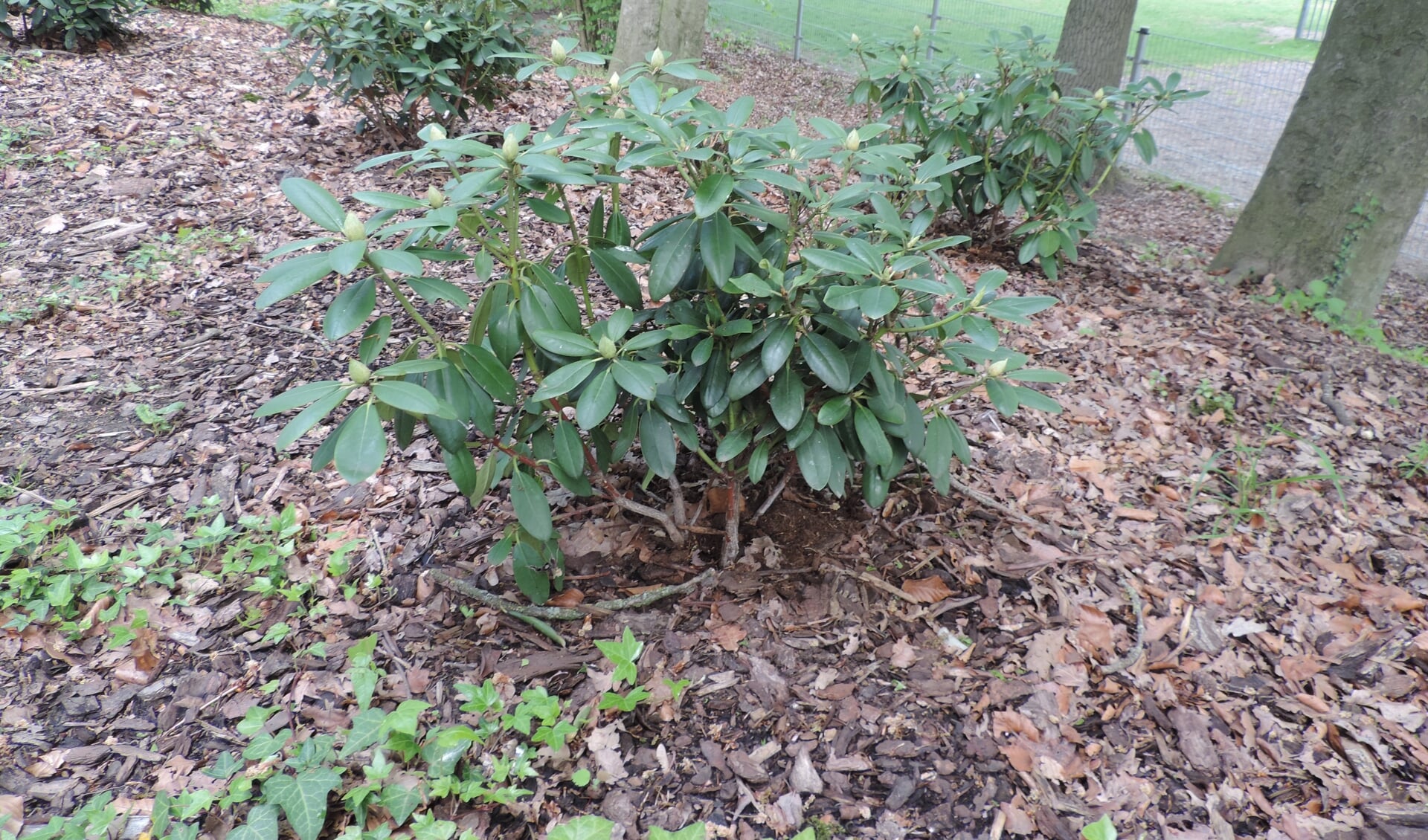 in Haarlo werden rododendrons geplant. Foto: PR