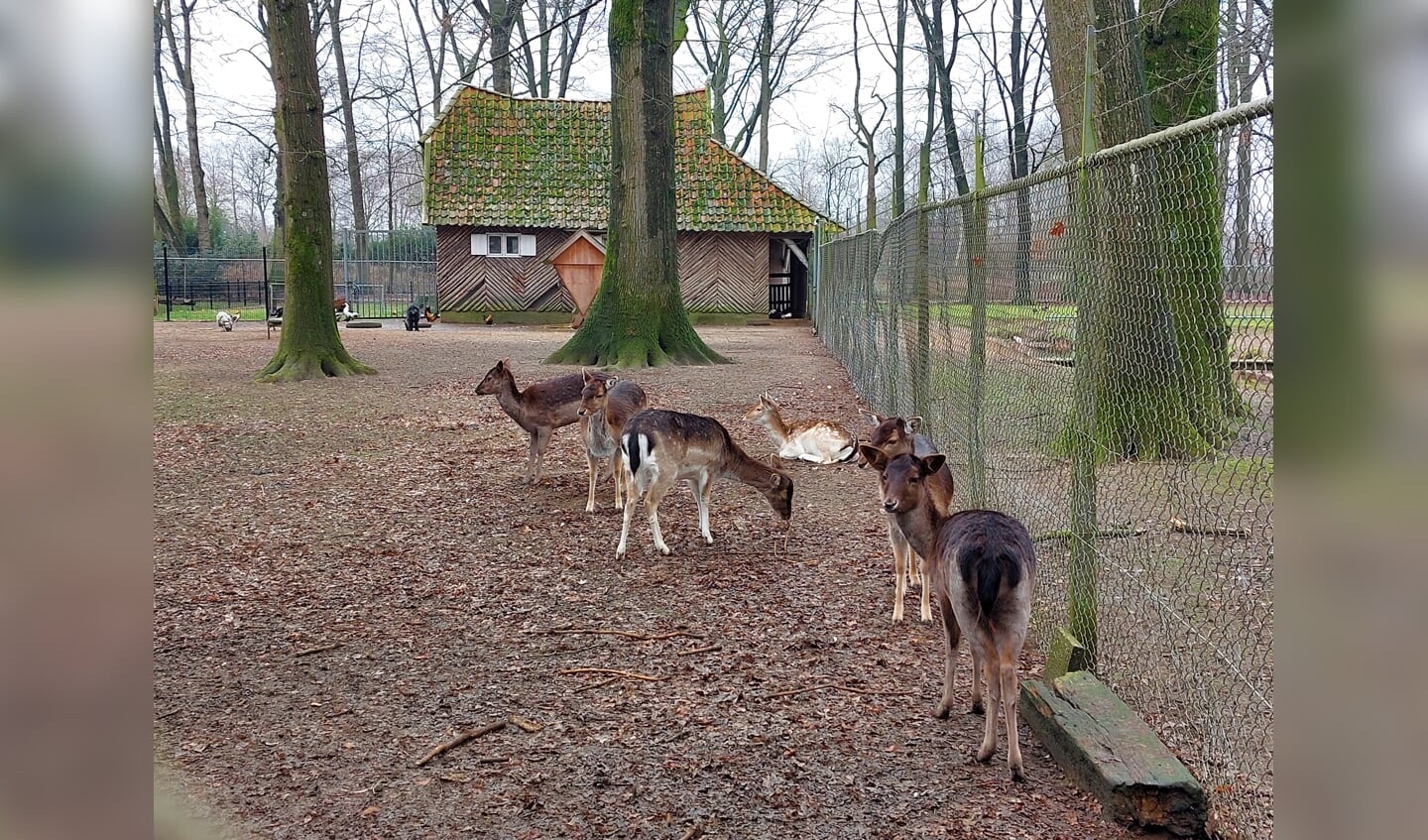 De herten in het hertenkamp Welinkbos. Foto: Waltraud Wensink