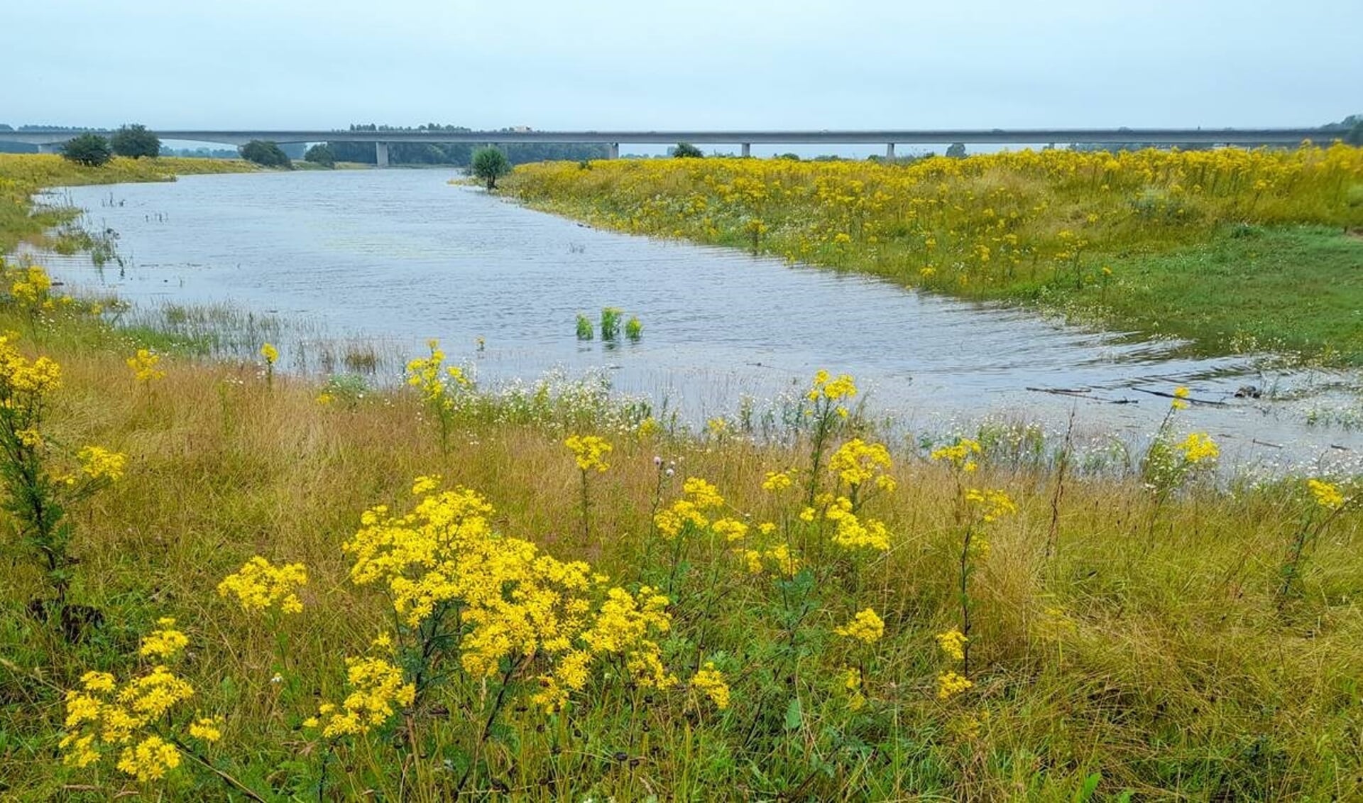 Rijkswaterstaat werkt aan een plan om de riviernatuur in de Stokebrandsweerd te verbeteren. Foto: Rijkswaterstaat