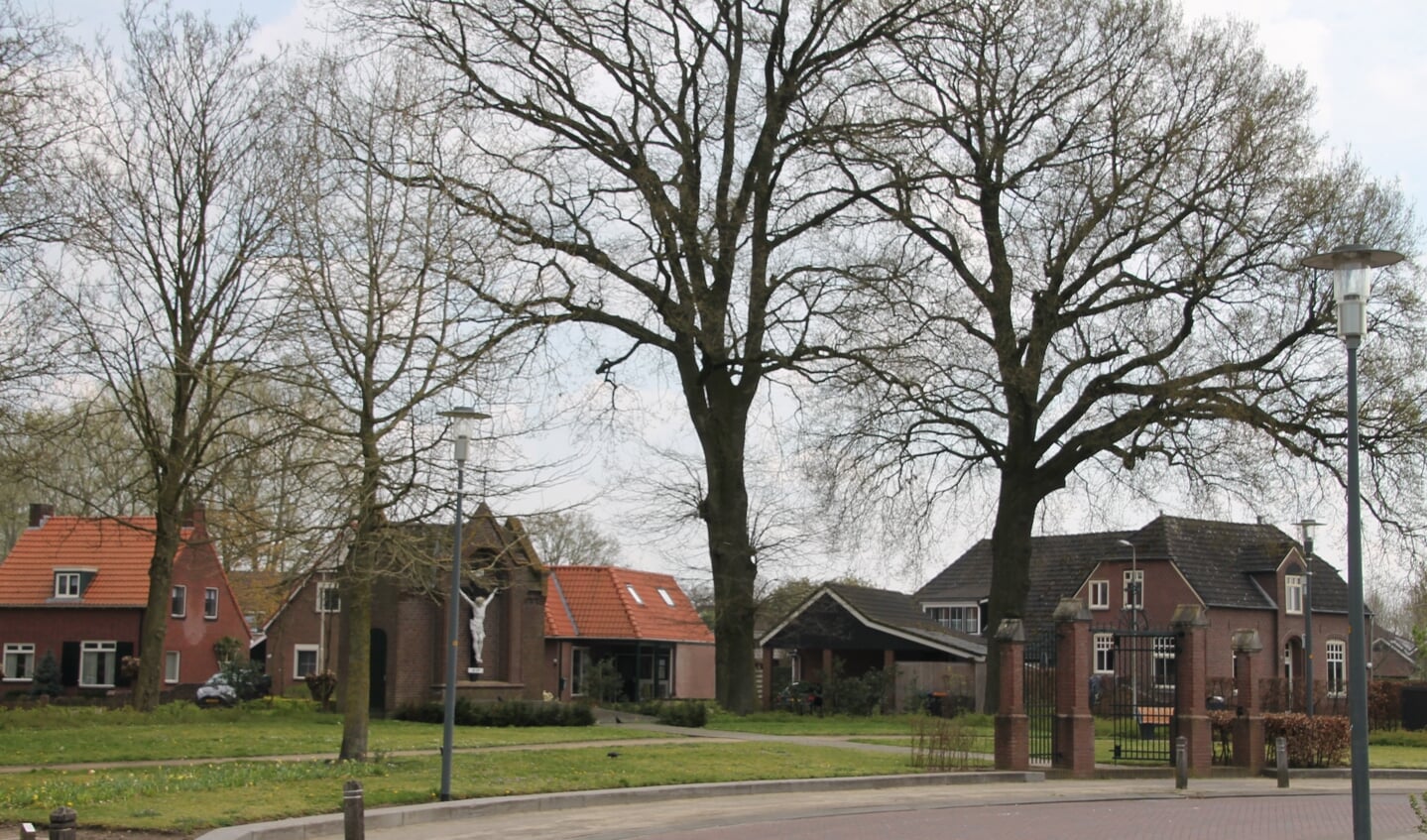 Grote eiken aan de Pastoor Zanderinkstraat in Zieuwent. Foto: Annekée Cuppers