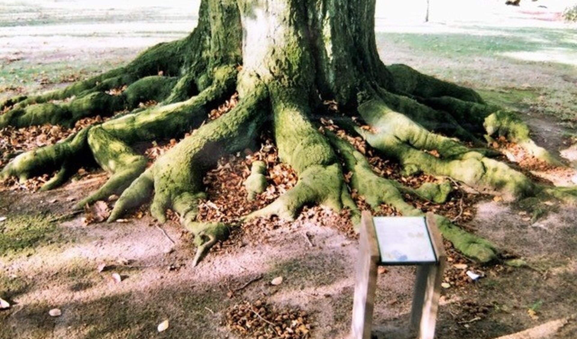 Wandelaars komen langs oude bomen. Foto: PR IVN