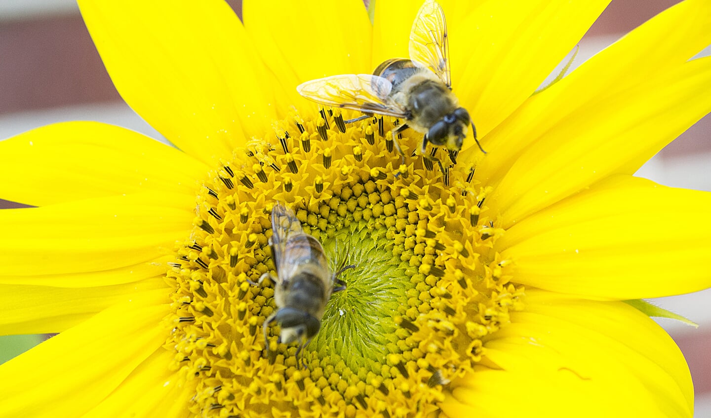 Bijen zijn een belangrijke schakel in devoedselketen. Foto: Jacueline Ruessink - Haarts FotocollectiefFoto's: Gerard te Hennepe