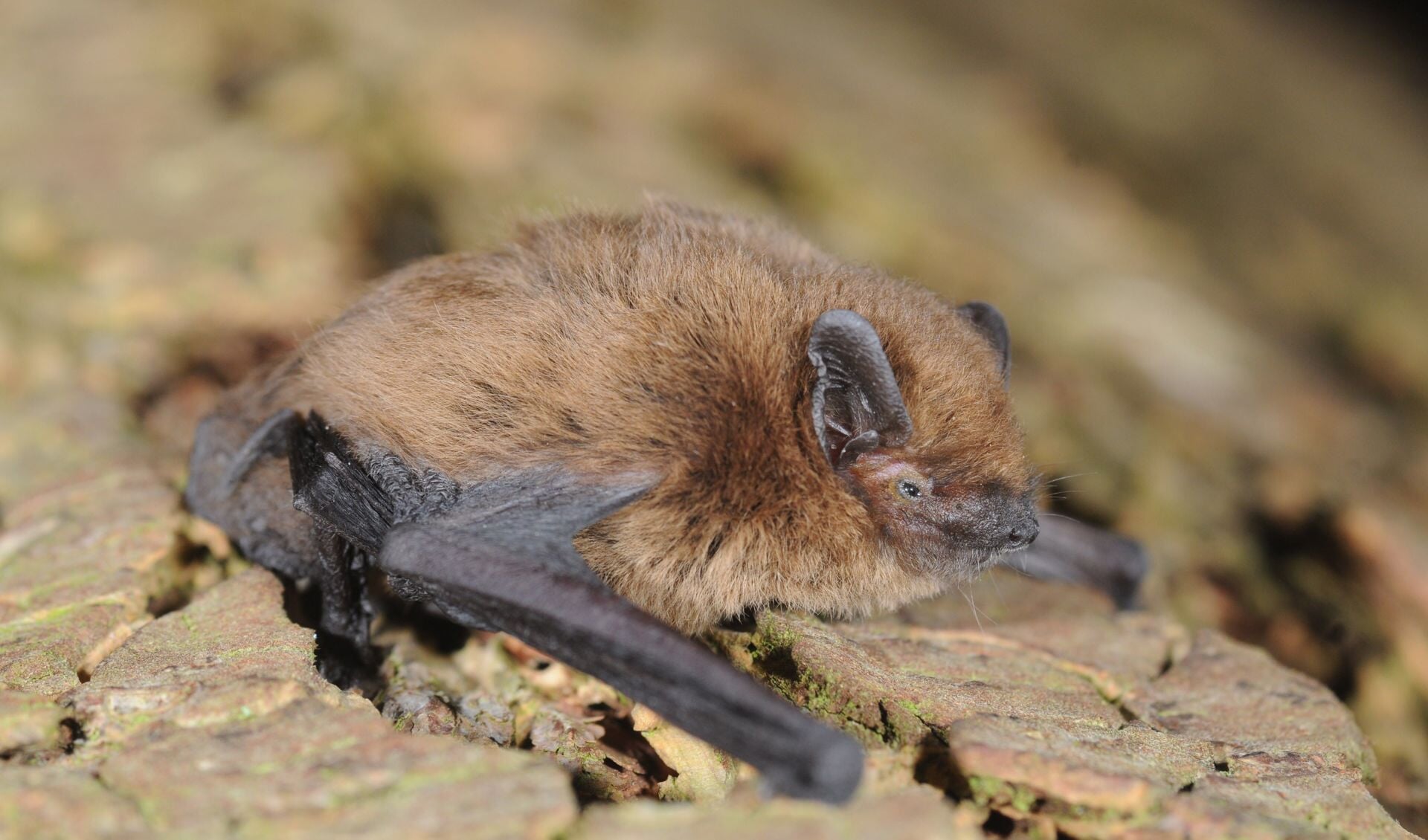 Gewone dwergvleermuis op een boom. Foto: Burgerboerderij de Patrijs