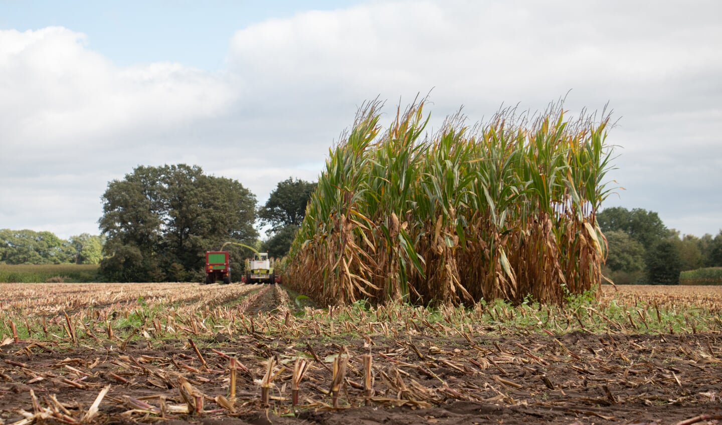 Mais hakselen aan de Heidenhoekweg in Zelhem. Foto: Liesbeth Spaansen