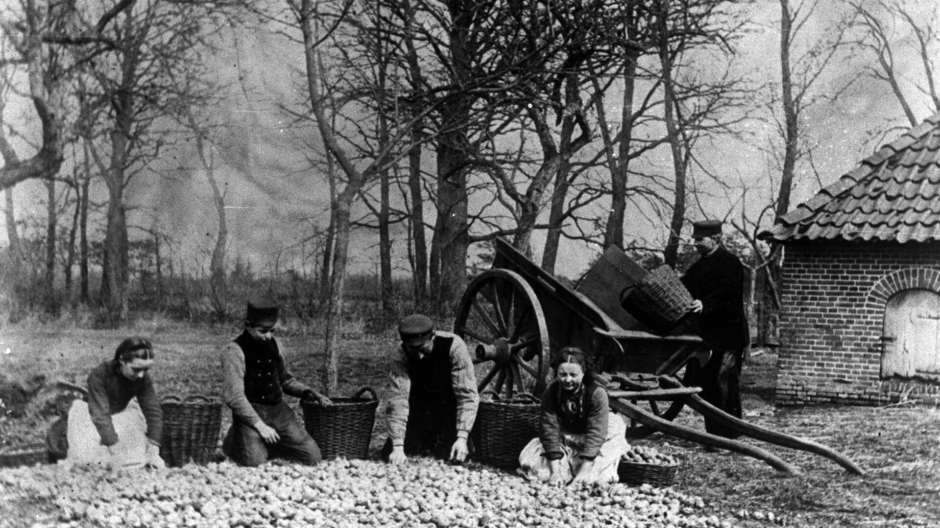 De boer en zijn helpers tijdens het 'eerpels lèzen' uit 1947. Foto: archief Oudvragender.nl