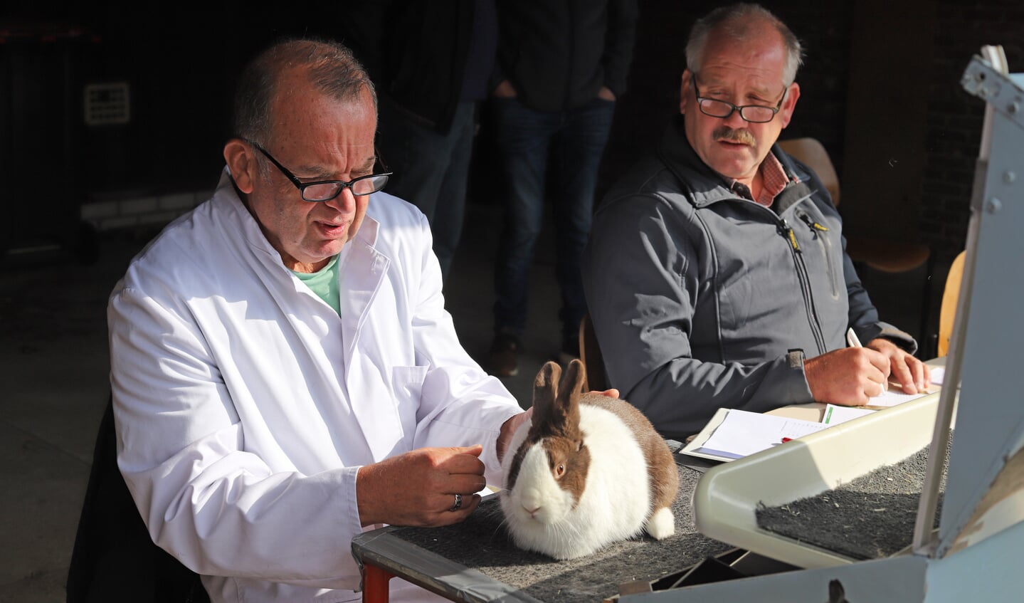 Het Hollander-konijnenras was zaterdag in de meerderheid. Foto: Sander Grootendorst 