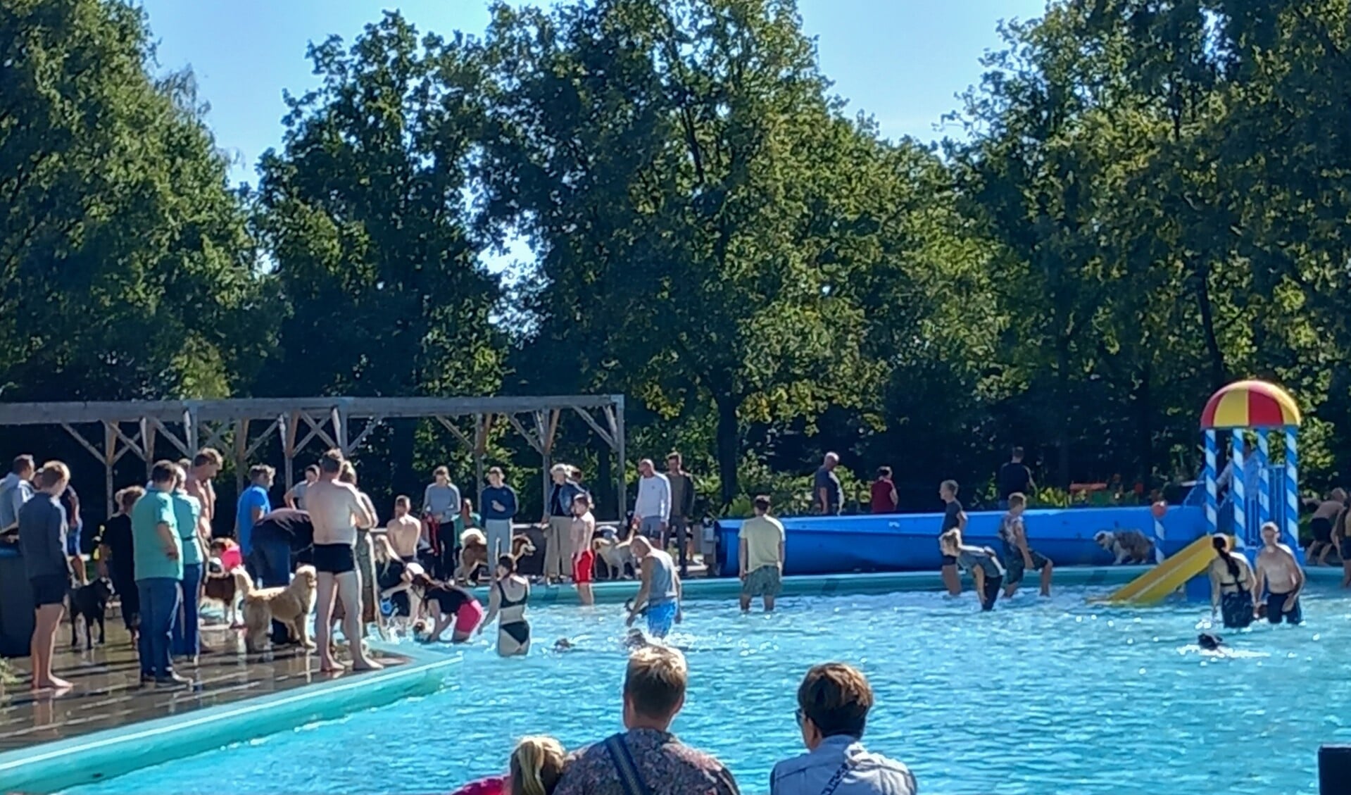 Maar liefst 123 honden en hun bazen namen een duik in het zwembad dat zondag speciaal was voorzien van een ‘honden-loopplank’. Foto: PR