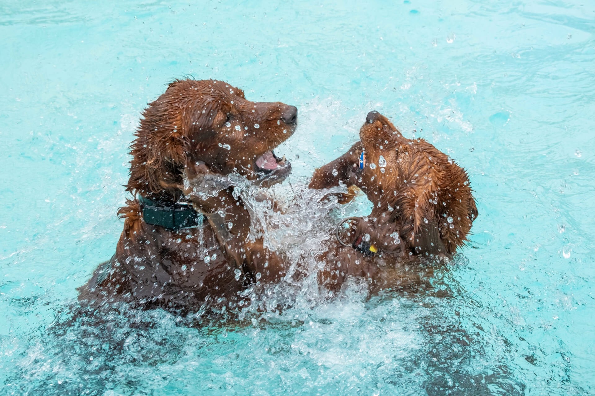 Traditiegetrouw mogen op de laatste dag van het zwemseizoen honden in het buitenzwembad komen zwemmen. Archieffoto: Burry van den Brink