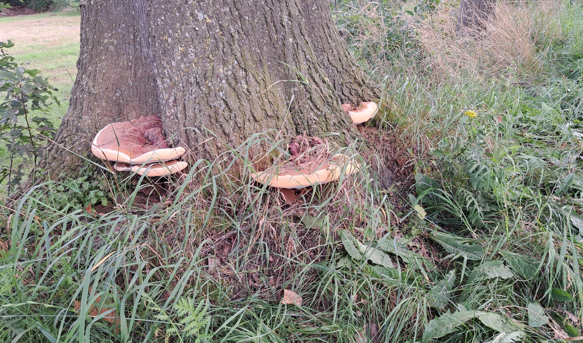 Leg de veranderingen in de natuur vast deze herfst om mee te doen aan de fotowedstrijd. Foto: PR