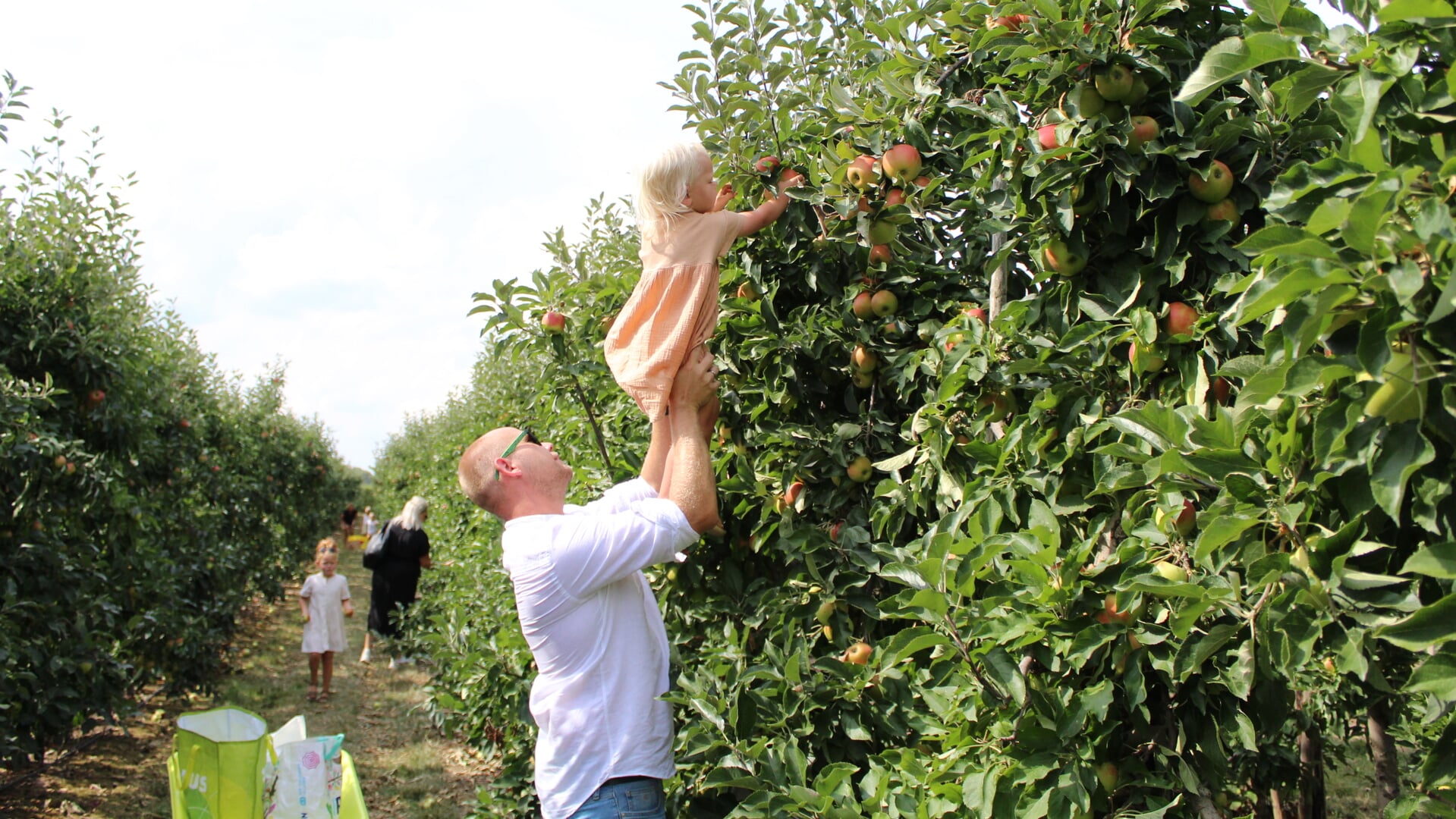 Opening van de oogsttijd in de boomgaard van Fruitbedrijf Horstink gebeurt traditioneel met de plukdagen. Foto: Monique Horstink