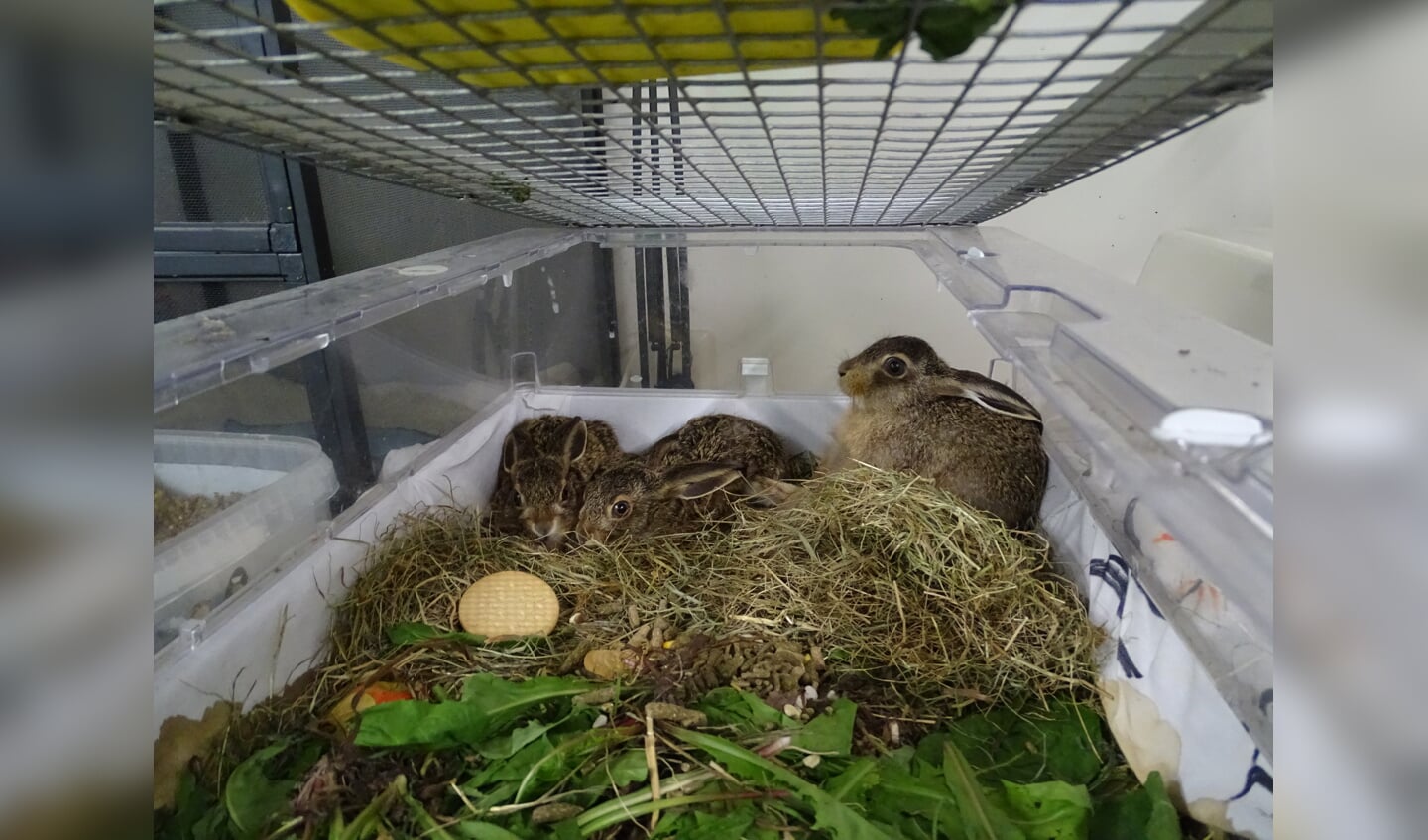 Er worden meerdere jonge hazen opgevangen. Foto: Opvang Noach