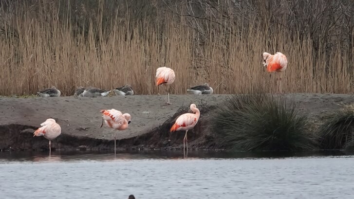 De flamingo's bij het Zwillbrocker Ven. Foto: Willemien Smeitink