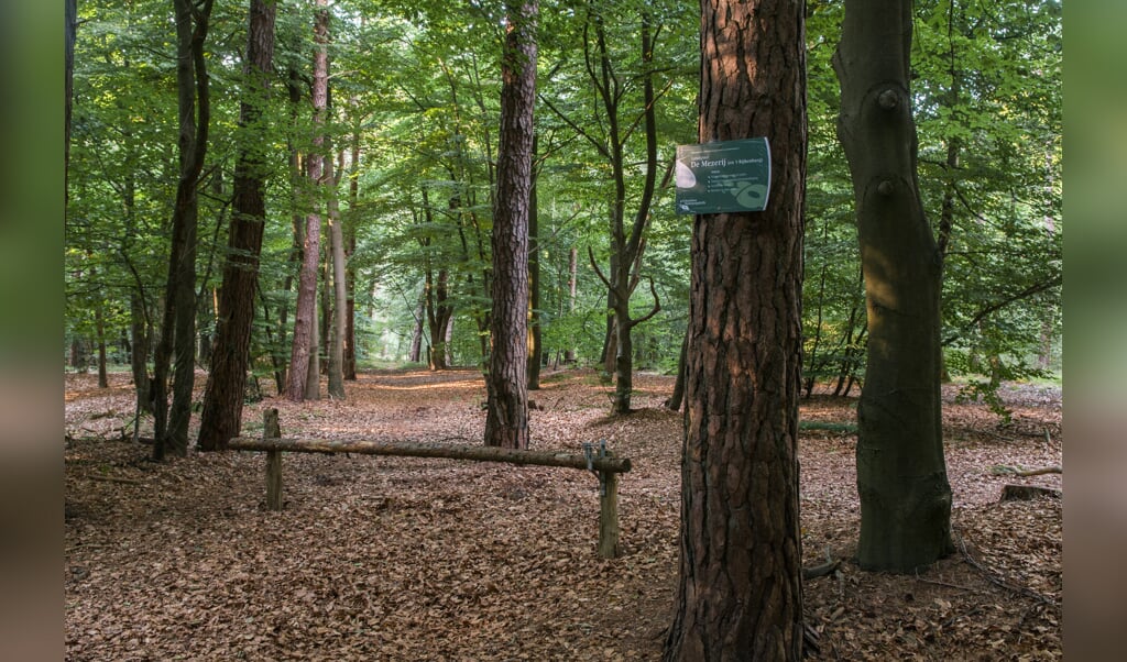 Door 'dunning' blijft het bos van Landgoed De Mezerij vitaal. Foto: Peter Adegeest