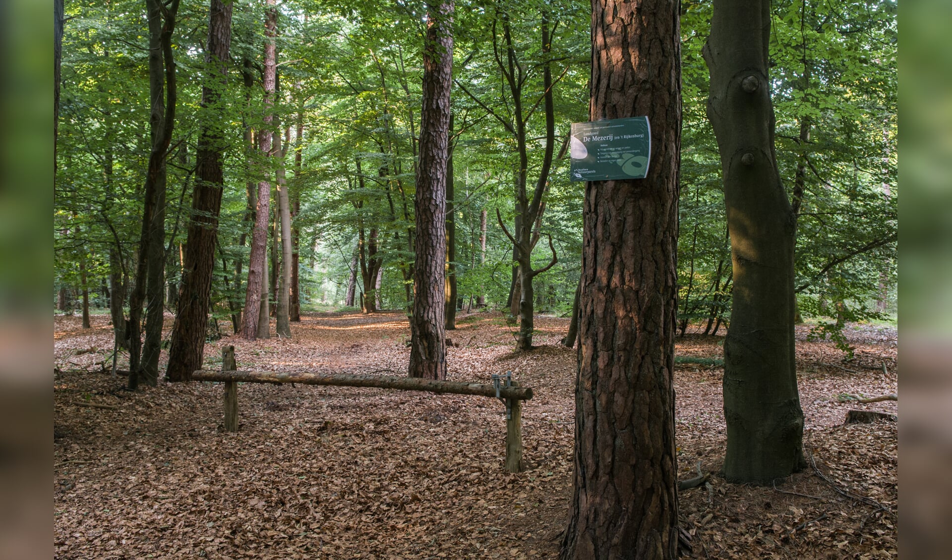 Door 'dunning' blijft het bos van Landgoed De Mezerij vitaal. Foto: Peter Adegeest