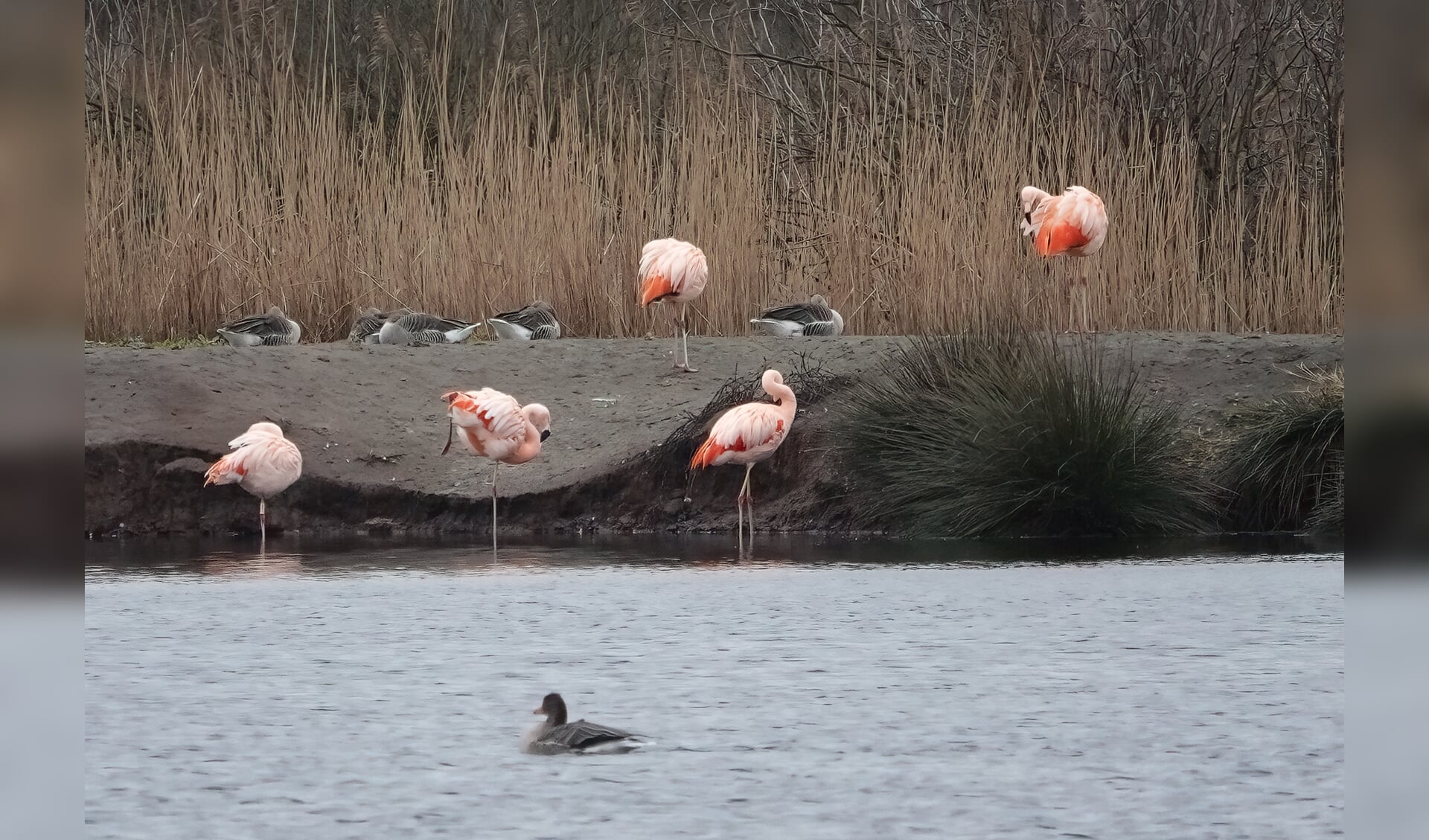 De eerste flamingo's zijn neergestreken bij het Zwillbrocker Ven om te verkennen. Foto: Willemien Smeitink