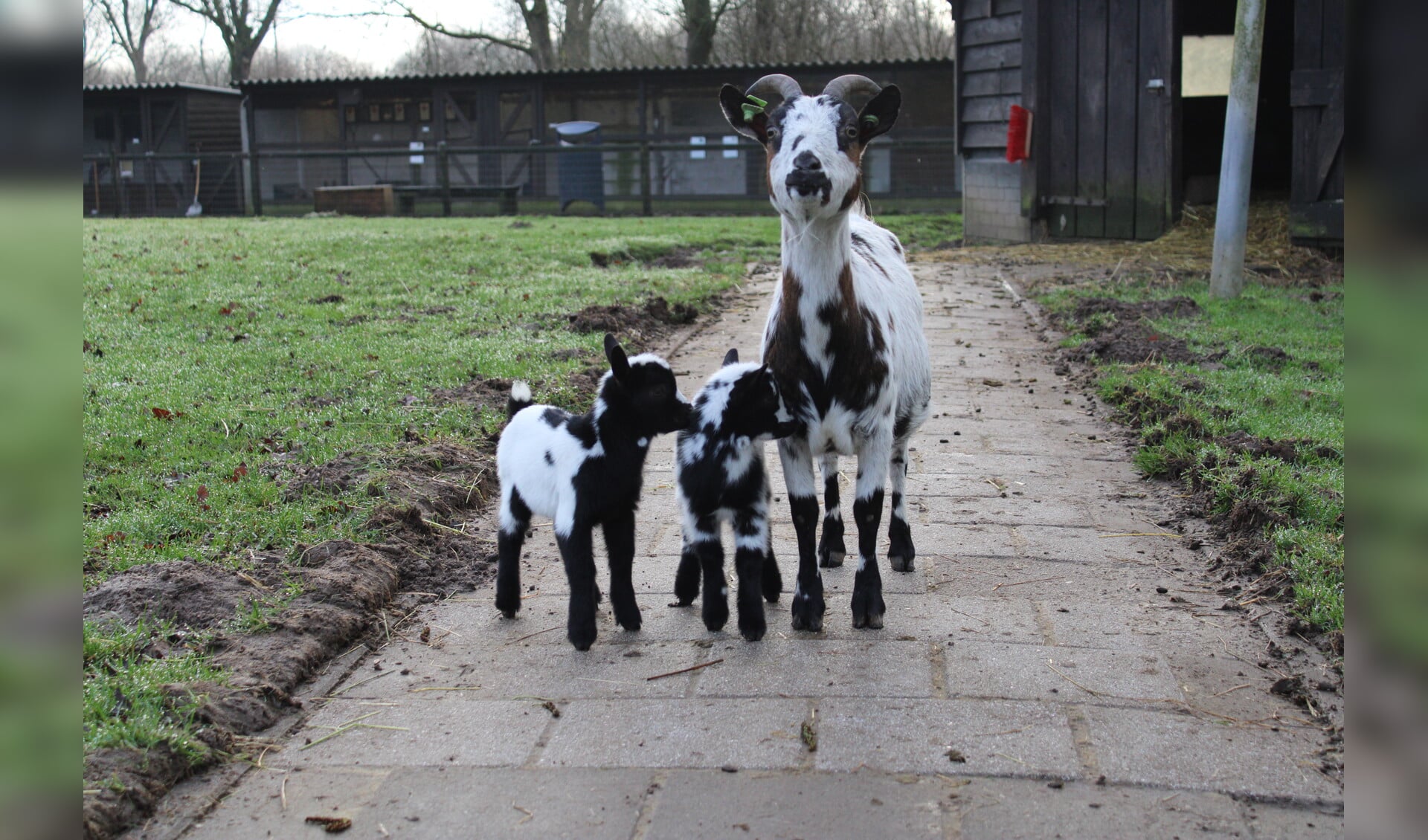 Er zijn weer jonge dieren geboren op de boerderij, die bij mooi weer buiten te bewonderen zijn. Foto: PR