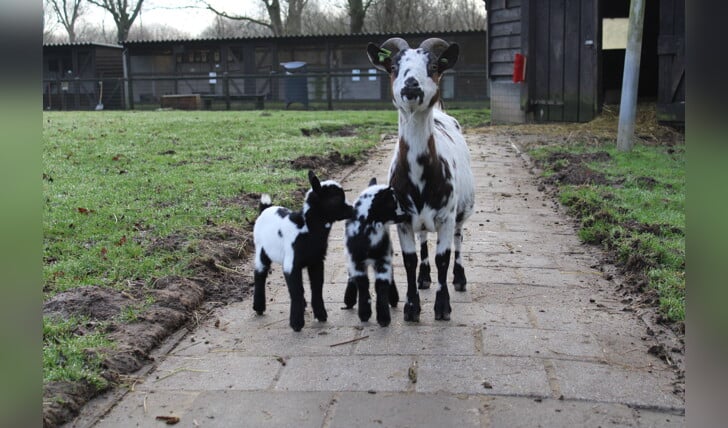 Er zijn weer jonge dieren geboren op de boerderij, die bij mooi weer buiten te bewonderen zijn. Foto: PR