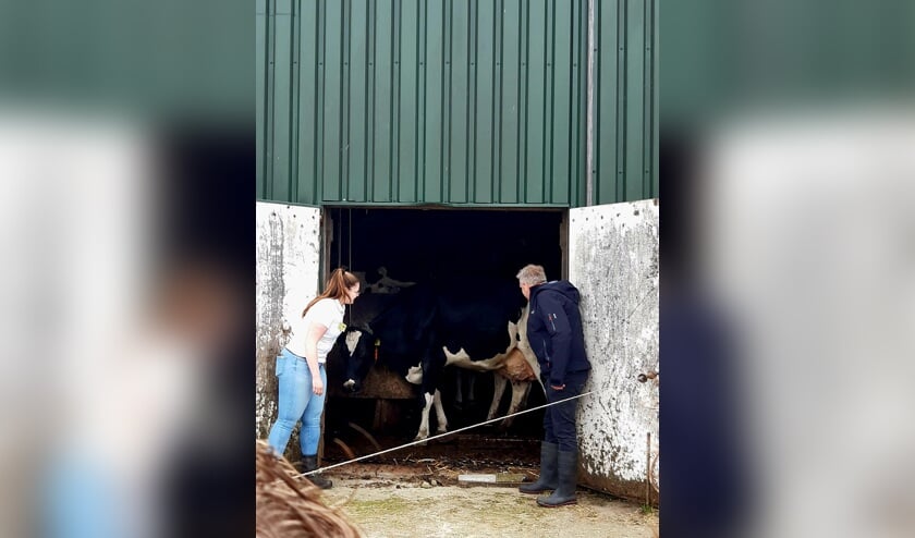 Zondag mocht wethouder Arjen van Gijssel samen met Lisa Nijenhuis de deuren van de stal openen voor de ‘koeiendans’. Foto: PR