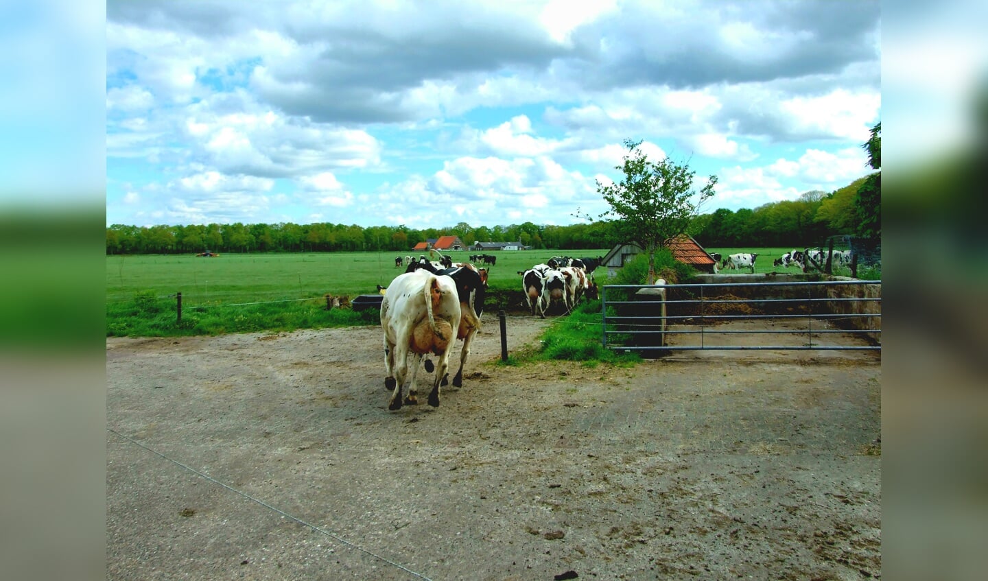 De koeiendans stond ook centraal voor de mensen die een koe of kalfje geadopteerd hadden bij Bennie en Monique Weiden via Adopteer een koe. Foto: PR. 