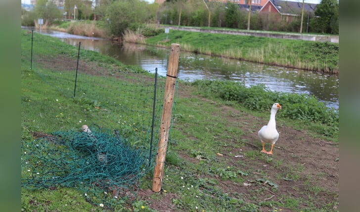 Het hekje dat ervoor moet zorgen dat de overlast van de ganzen verminderd wordt. Foto: Arjen Dieperink