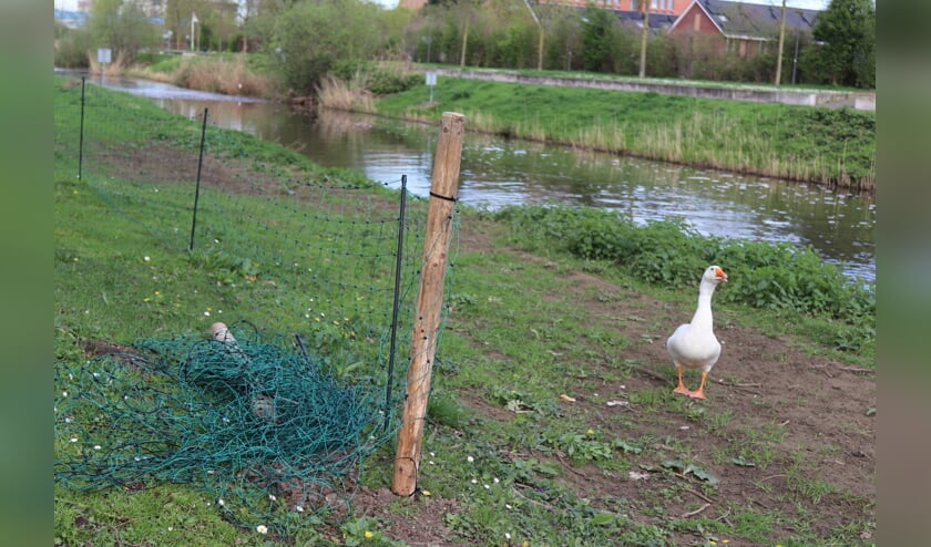 Het hekje dat ervoor moet zorgen dat de overlast van de ganzen verminderd wordt. Foto: Arjen Dieperink