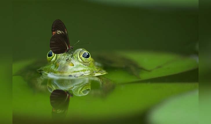 Natuur is het thema van BiebAktief. Foto: PR