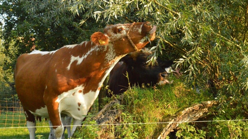 De koe houdt wel van een groen wilgenblaadje. Foto: Louis Bolk Instituut