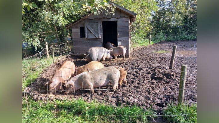 Dertig jaar geleden begon John Arink zelf al aan dit avontuur, want hij ging meteen biologisch; de eerste vijf jaar ging dit nog sluimerend. Foto: Joke Regouw   