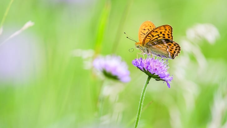 Keizersmantel op beemdkroon. Foto: Jeroen van Wijk, voor Geldersch Landschap & Kasteelen