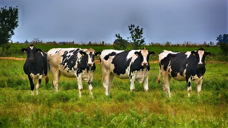 Achterhoekse melkveehouders werken aan klimaatbestendige graslanden. Foto ter illustratie, bron: Pixabay