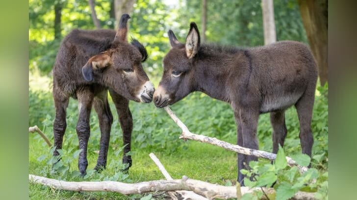 Jonge ezels in Biotopwildpark Anholter Schweiz. Foto: PR
