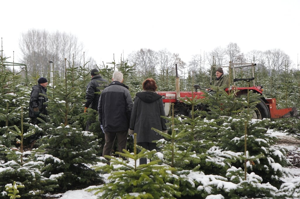 De eigen kwekerij voor kerstbomen. Foto: clubfotograaf ZZC '20/Gerrie Evers  