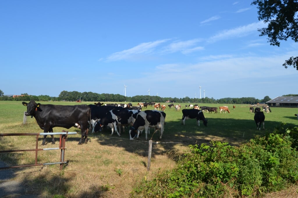 Koeien in de weide bij Aalten. Foto: PR