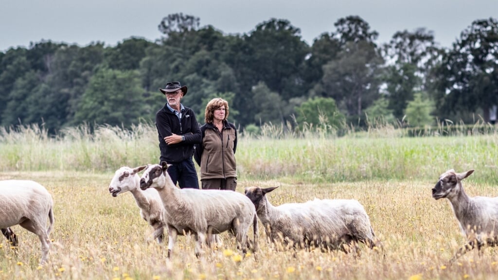 De herders houden de dieren goed in de gaten. Foto: Peter Tump