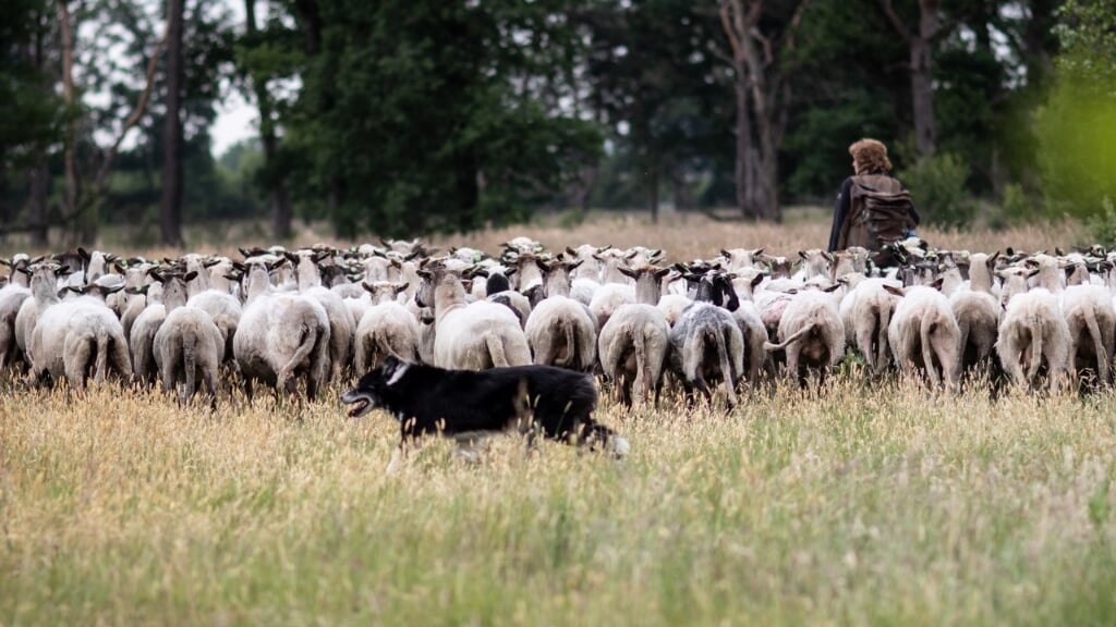 De herder met de kudde. Foto: Peter Tump