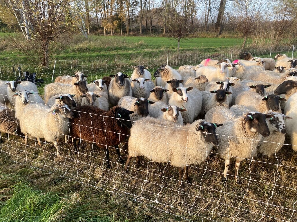 Pas als de schapen hun werk hebben gedaan mogen ze ergens anders naartoe. Foto: De Belhamel
