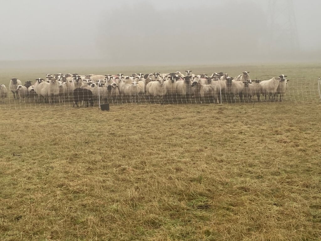 De schapen blijven netjes binnen de netten. Foto: De Belhamel