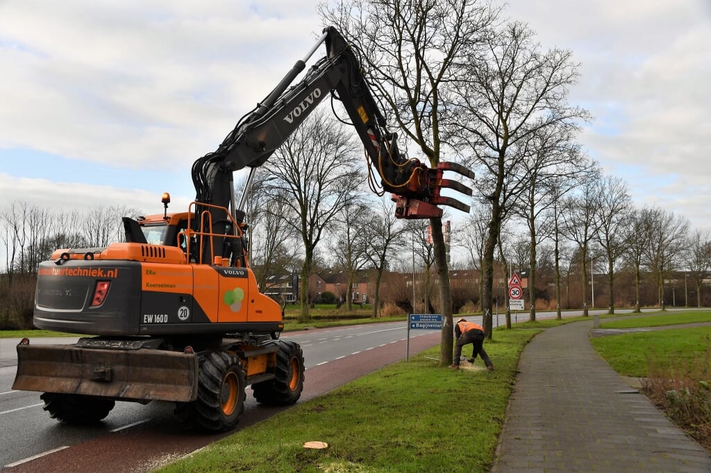 Vorige week woensdag is op de Harenbergweg gestart met de kap van 64 bomen. Foto: Hans ten Brinke