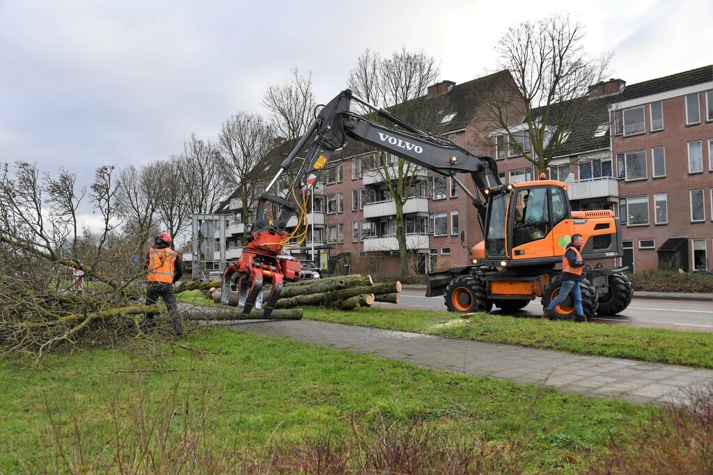 Vorige week woensdag is op de Harenbergweg gestart met de kap van 64 bomen. Foto: Hans ten Brinke