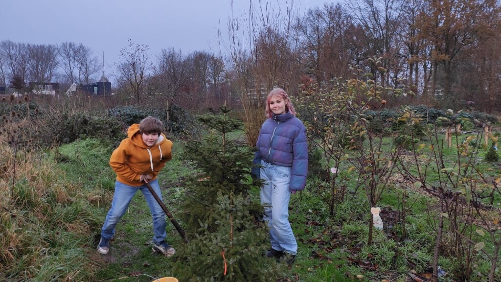 Er kunnen nog wat bomen bij in de Kerstboomgaard. Foto: M. Artz
