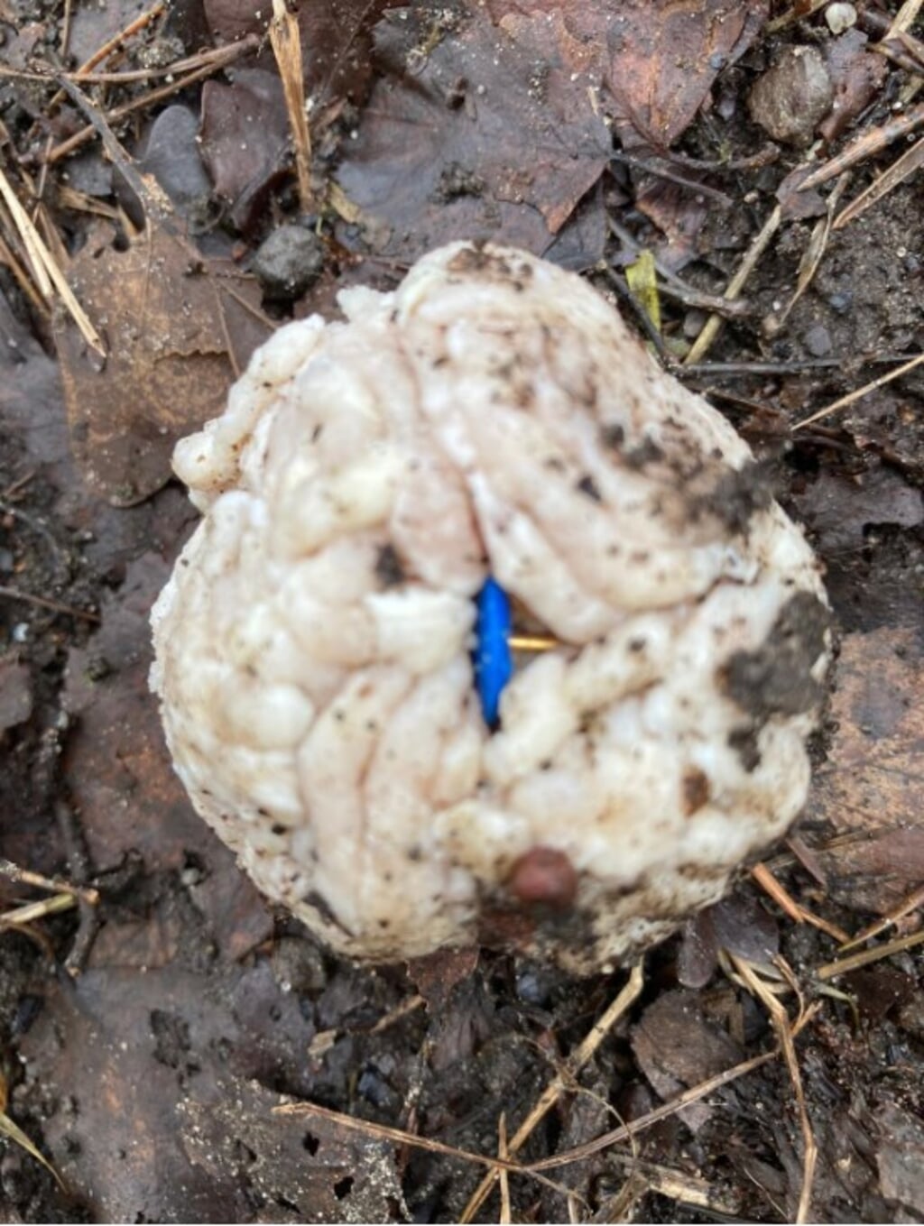 Dit soort gehaktballen met gekleurde punaises zijn gevonden ter hoogte van bos Het Enzerinck in Vorden, aan de Oude Borculoseweg, langs het fietspad. Foto: Politie Bronckhorst