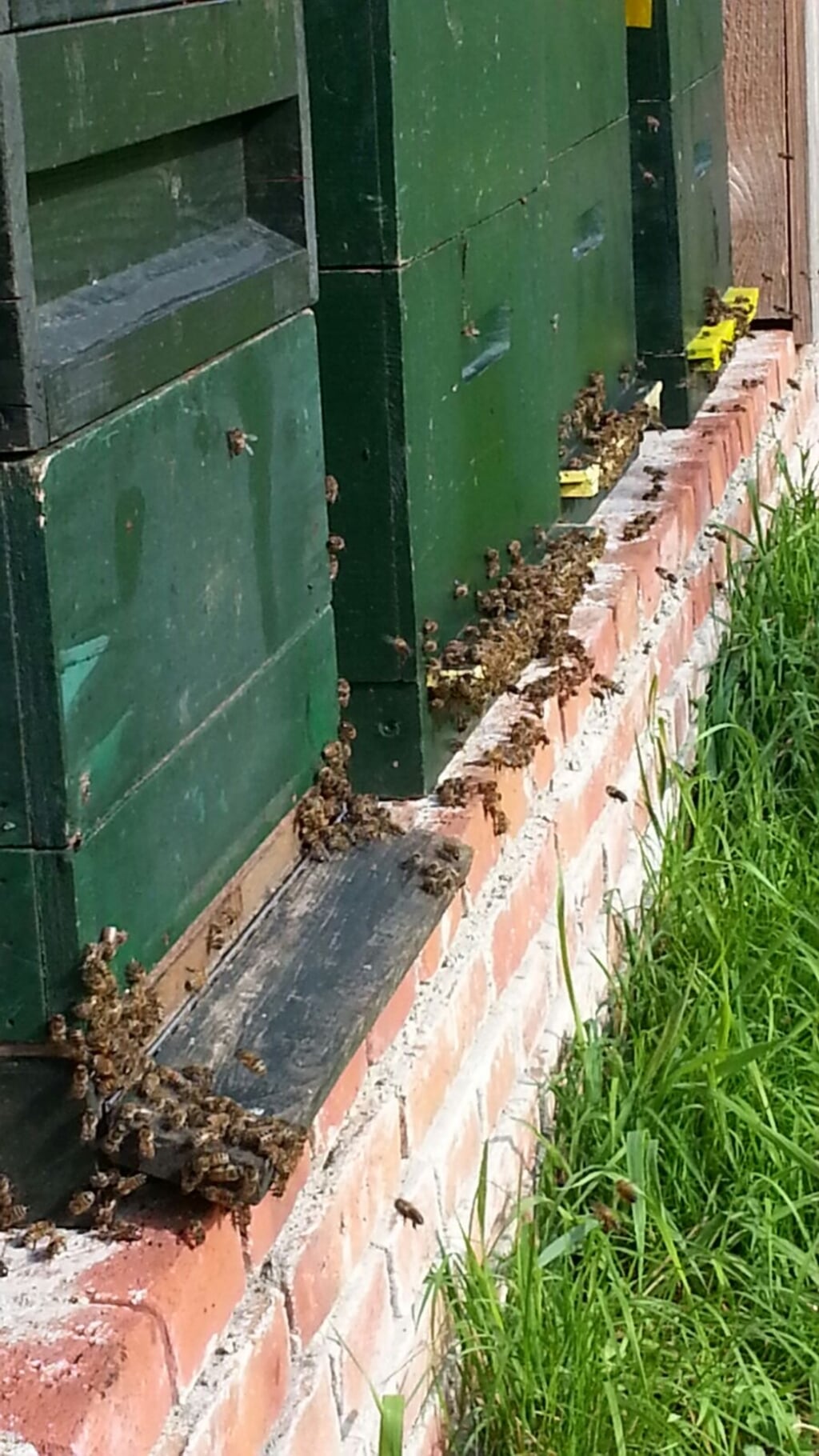 Bijen bij de kasten. Foto: Judith Hartman