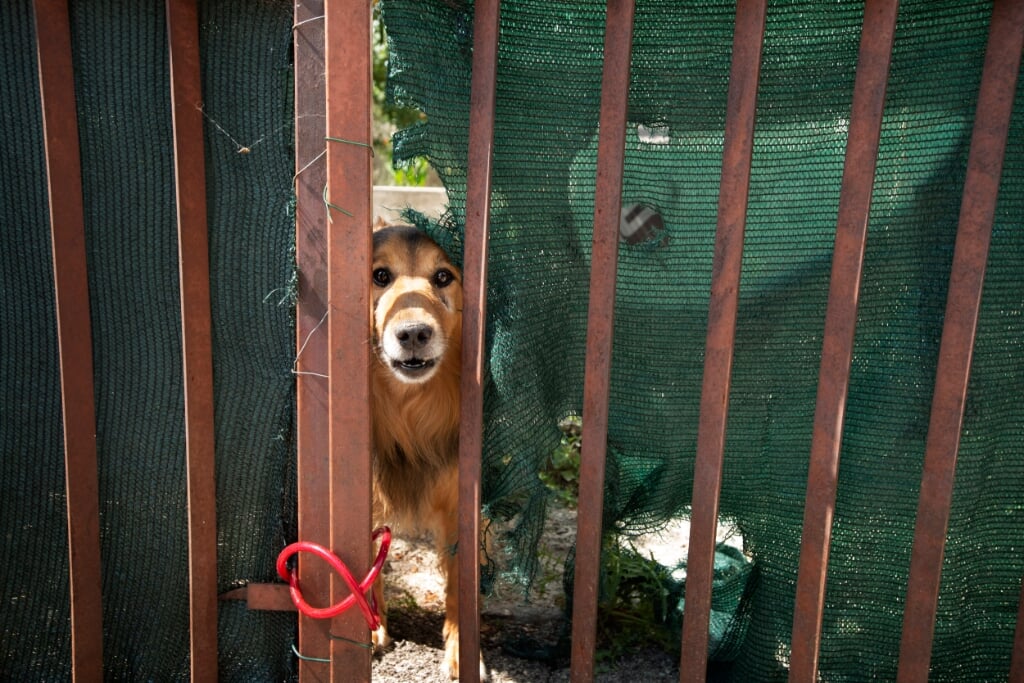 Voorbeeld van beeldbewerken: Hond in Kroatië. Foto: Ton van Vliet