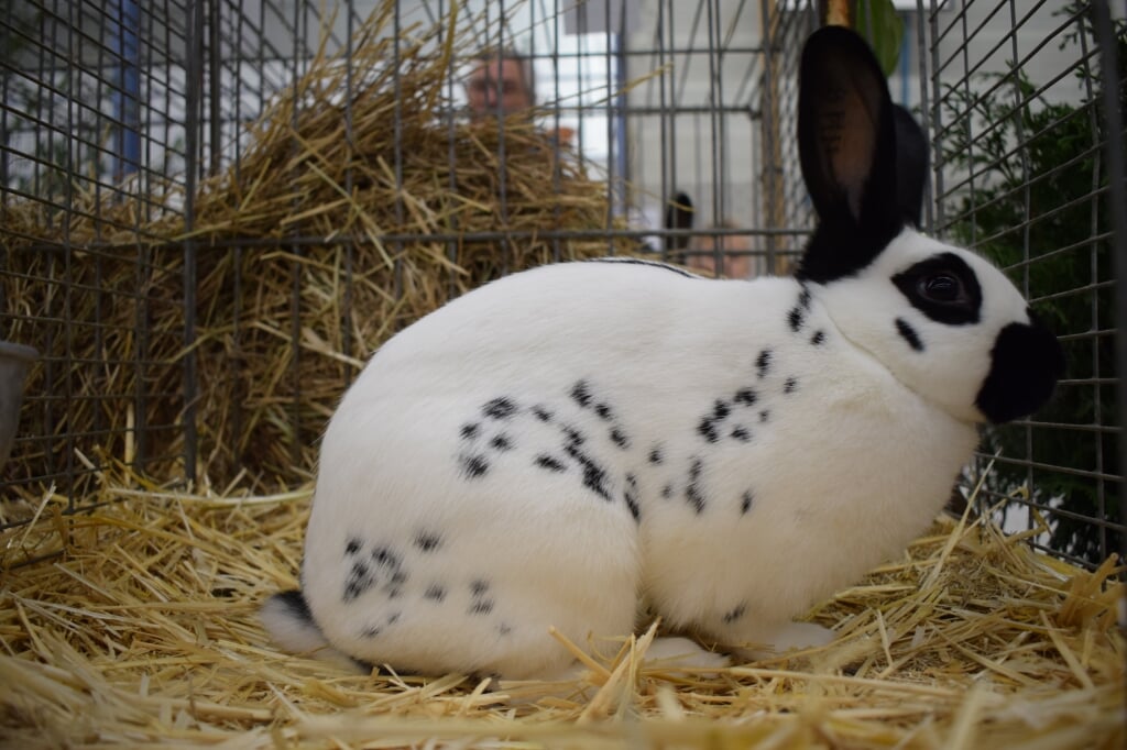 Zeker duizend kleine huisdieren, waaronder konijnen bevolken de Varsseveldse sporthal tijdens de Van Pallandtshow.