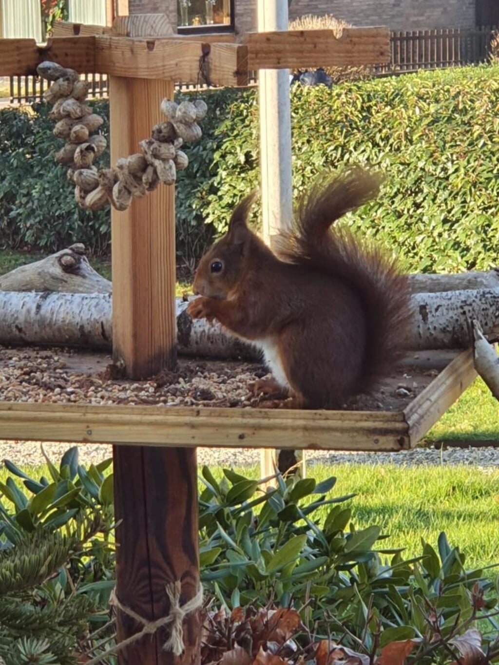 Elke ochtend komt dit eekhoorntje lekker snoepen in de tuin van zorgappartement De Vlinder in Gaanderen, waar Francis Berndsen werkt.
