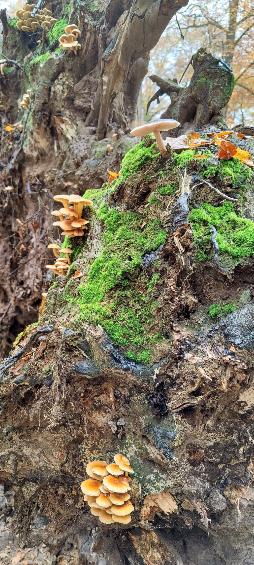 Rinkjan Postma uit Doetinchem: "Een prachtige miniatuurwereld op de stronk van een omgevallen boom. Je zou bijna weer in kabouters gaan geloven."